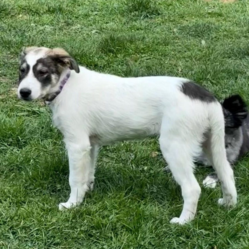 Enlarge Myrtle, a Adoptable mixed breed in Mount Bethel, PA image 6/6