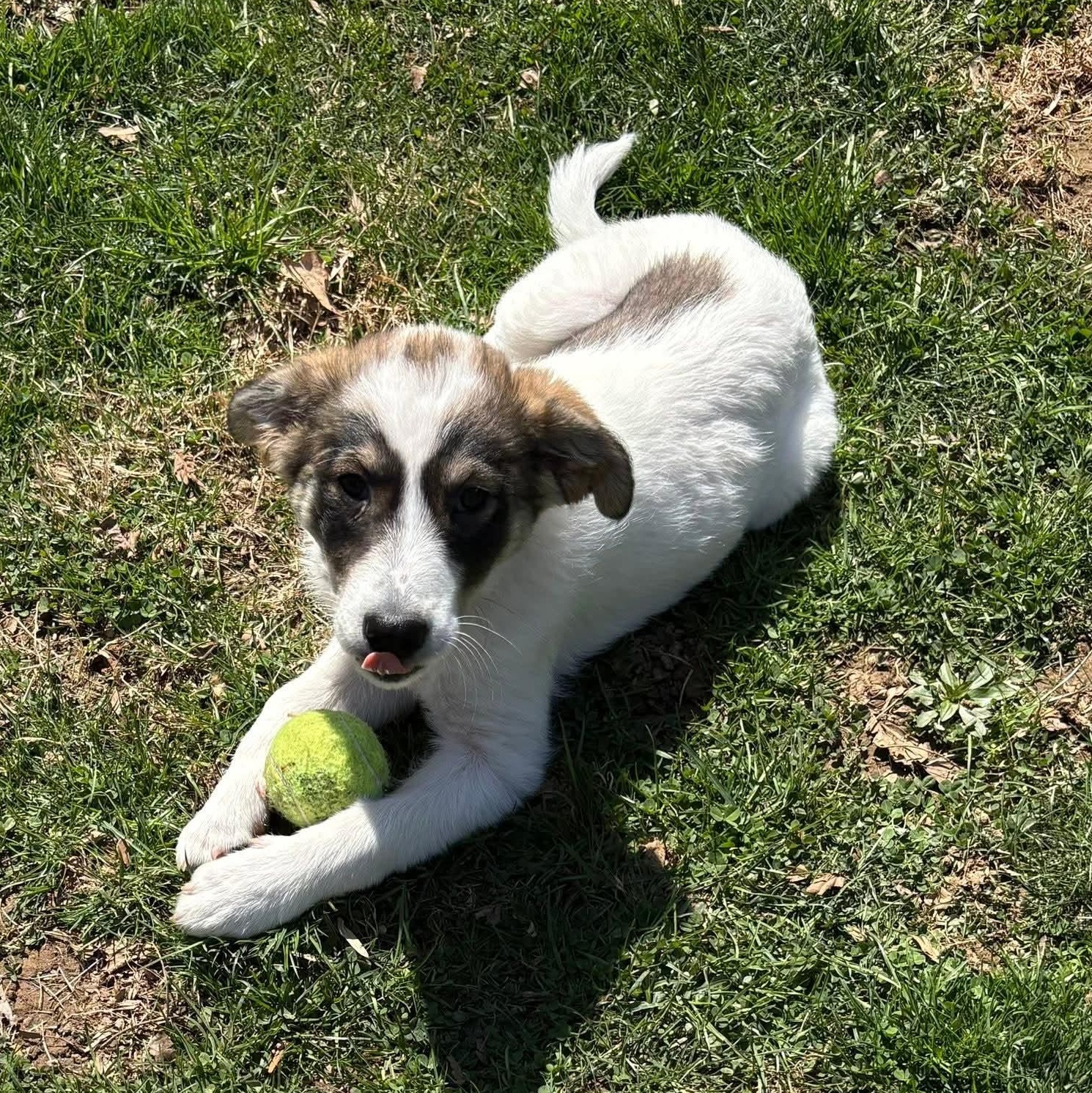 Enlarge Myrtle, a Adoptable mixed breed in Mount Bethel, PA image 3/6