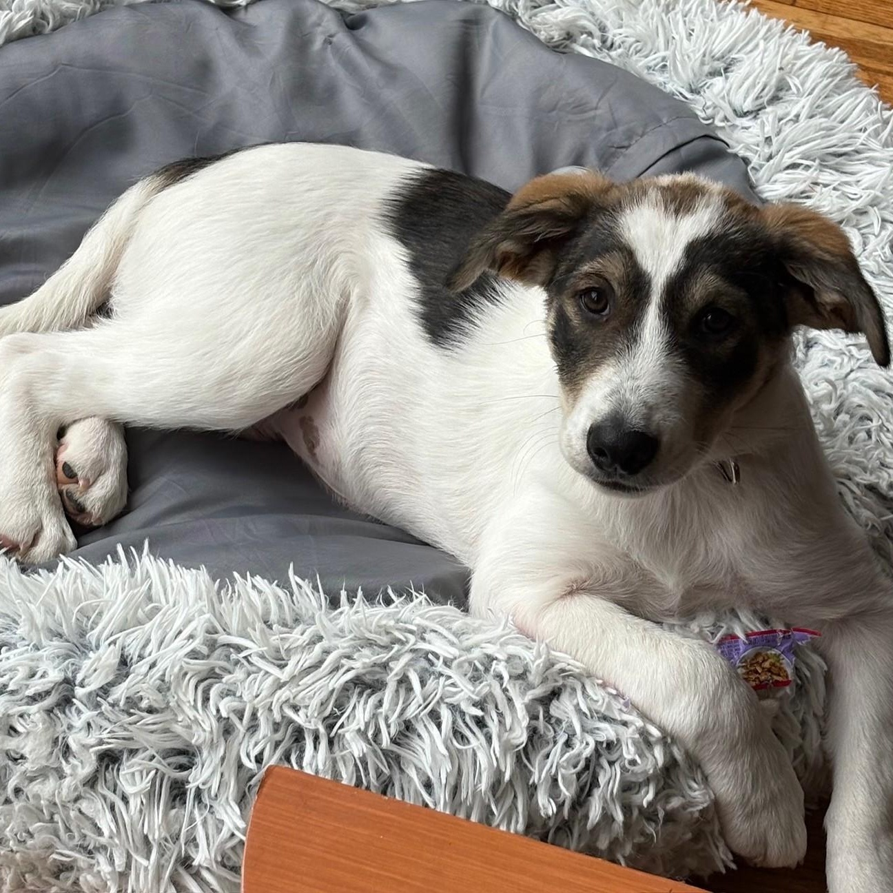 Myrtle, an adoptable mixed breed in Mount Bethel, PA image 3/6