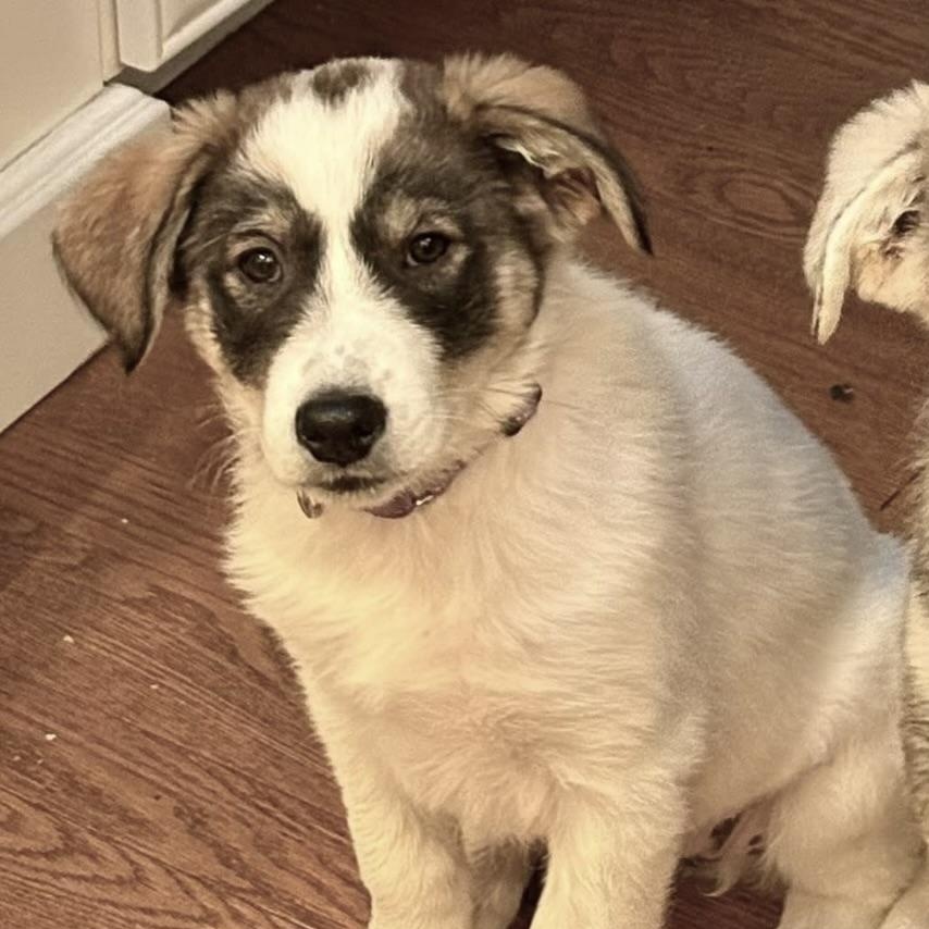 Myrtle, adoptable, Puppy Female Great Pyrenees & Border Collie.