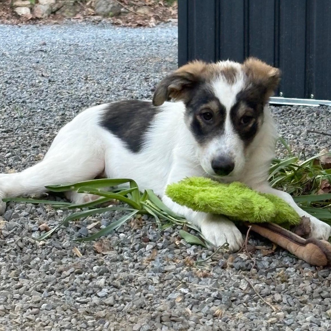 Myrtle, an adoptable mixed breed in Mount Bethel, PA image 4/6