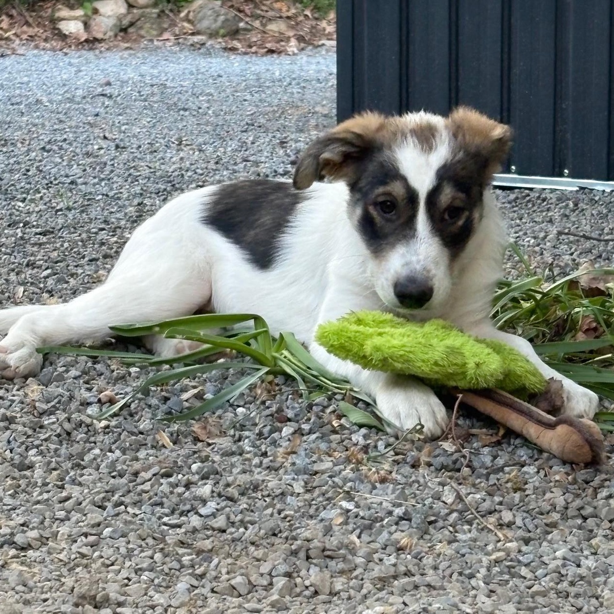 Enlarge Myrtle, a Adoptable mixed breed in Mount Bethel, PA image 1/6