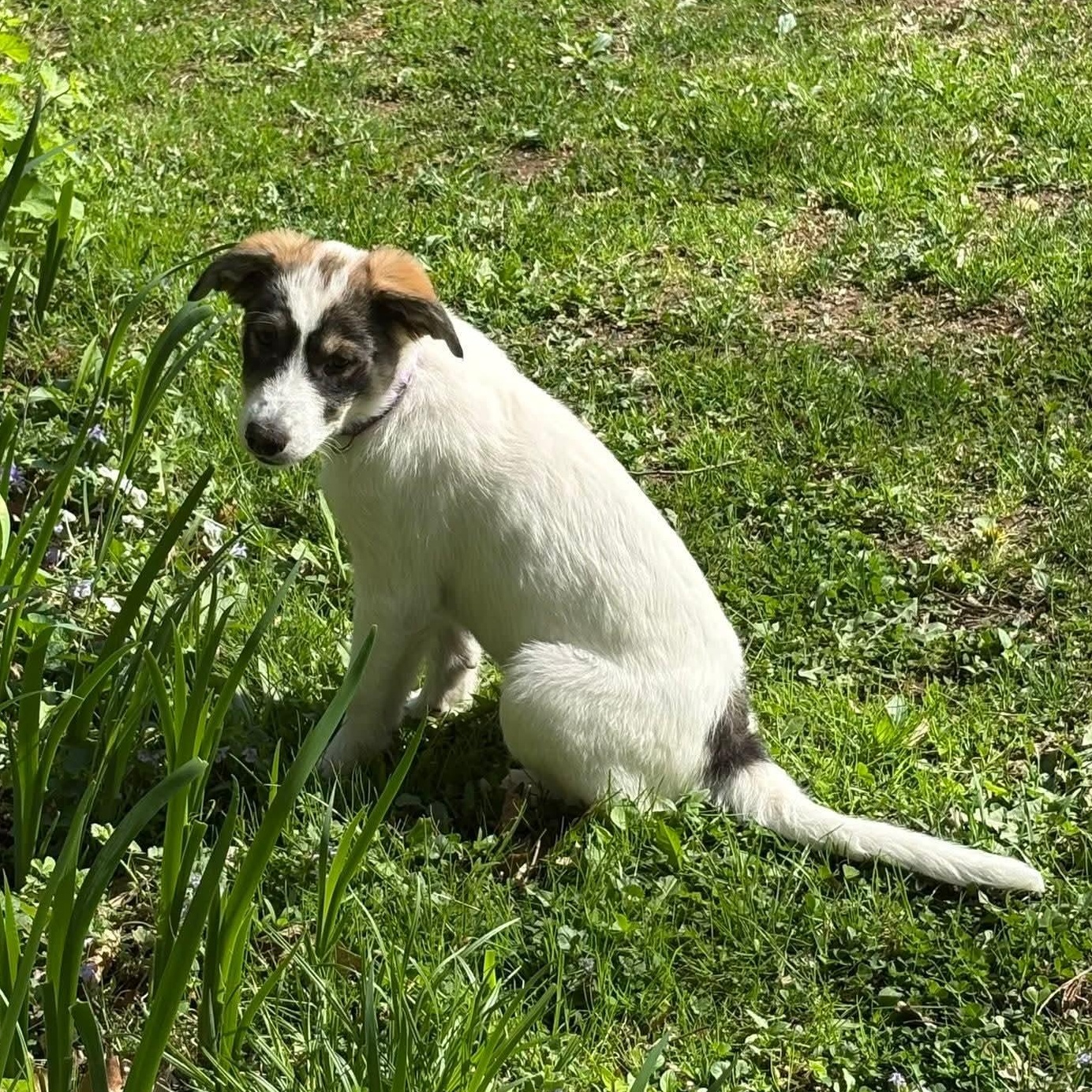 Enlarge Myrtle, a Adoptable mixed breed in Mount Bethel, PA image 5/6