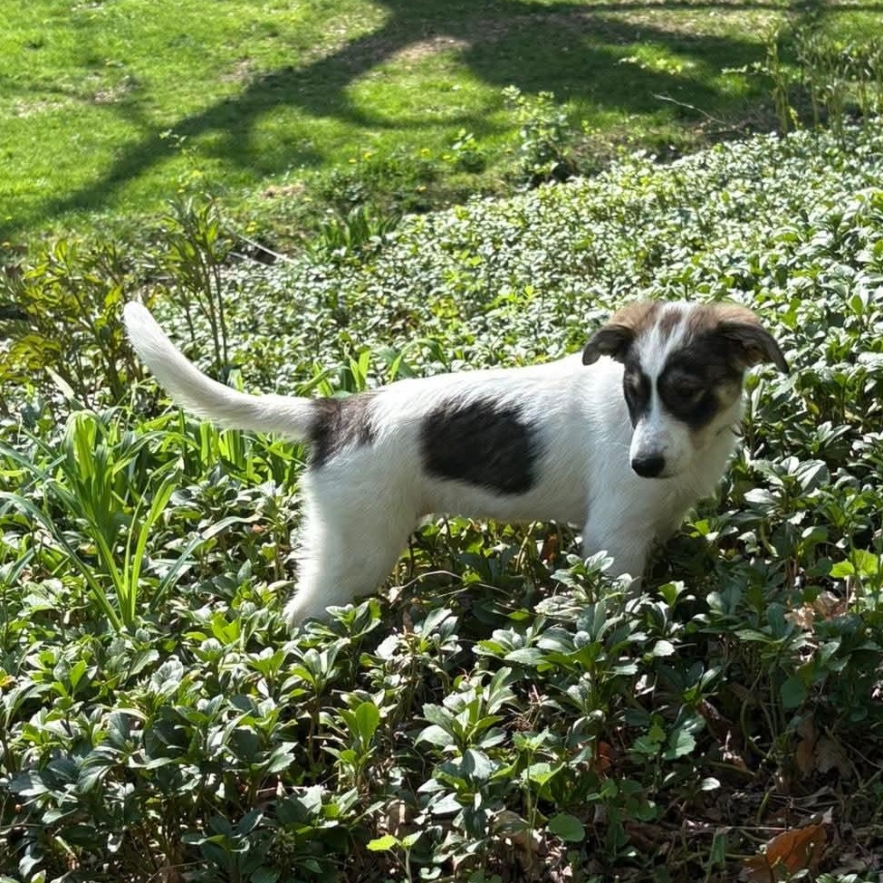 Myrtle, an adoptable mixed breed in Mount Bethel, PA image 5/6