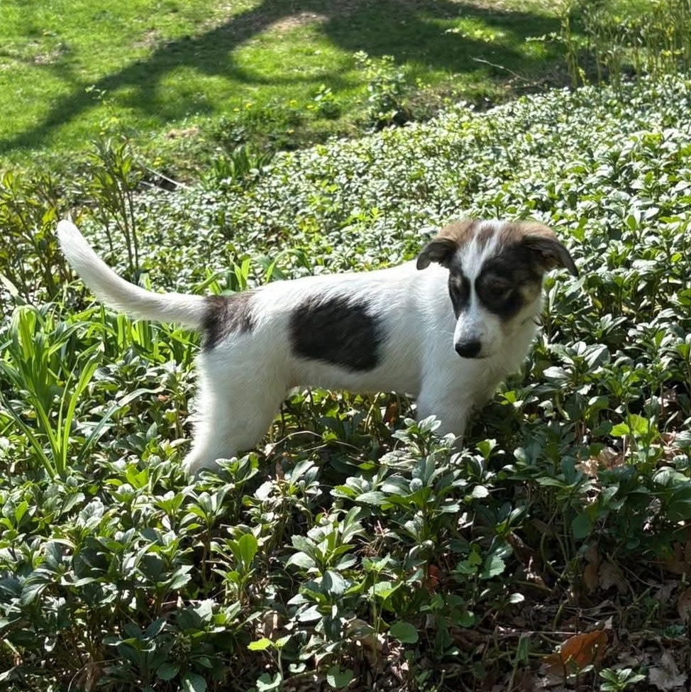 Enlarge Myrtle, a Adoptable mixed breed in Mount Bethel, PA image 2/6