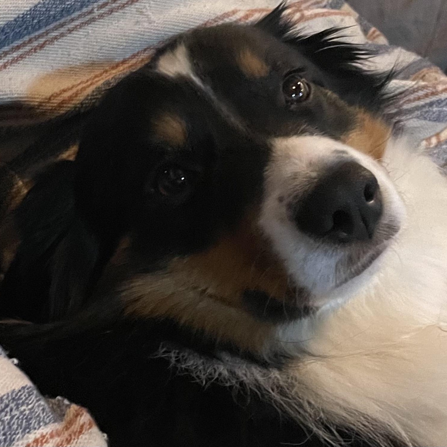 Enlarge "Raven" Chooses The Bear, an adopted Australian Shepherd in La Center, WA image 2/4