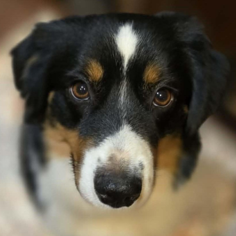 Enlarge "Raven" Chooses The Bear, an adopted Australian Shepherd in La Center, WA image 3/4