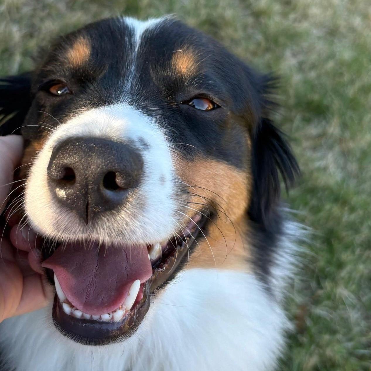 Enlarge "Raven" Chooses The Bear, an adopted Australian Shepherd in La Center, WA image 4/4
