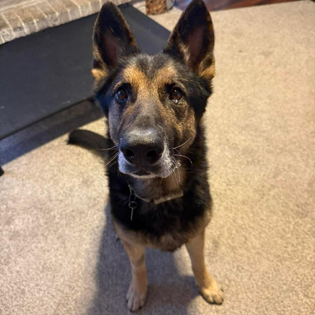 Klaus 2, Adoptable, Senior Male German Shepherd Dog.
