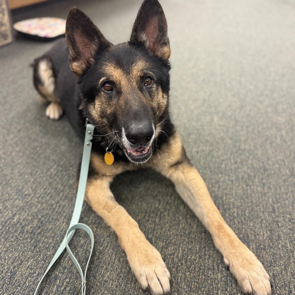 Enlarge Klaus 2, a Adoptable German Shepherd Dog in Tulsa, OK image 2/6