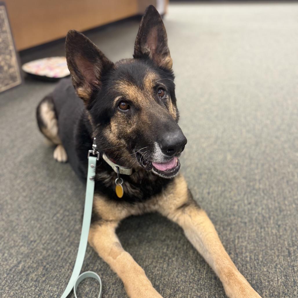 Enlarge Klaus 2, a Adoptable German Shepherd Dog in Tulsa, OK image 3/6