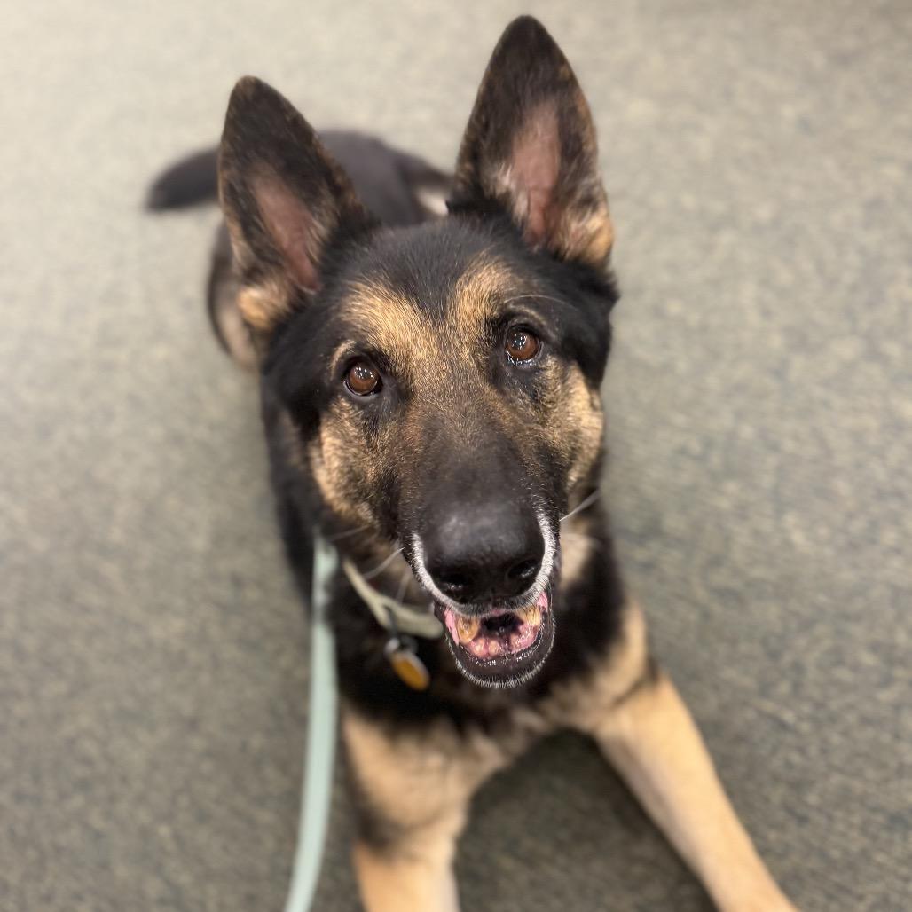 Enlarge Klaus 2, a Adoptable German Shepherd Dog in Tulsa, OK image 4/6