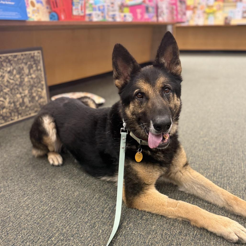 Enlarge Klaus 2, a Adoptable German Shepherd Dog in Tulsa, OK image 5/6