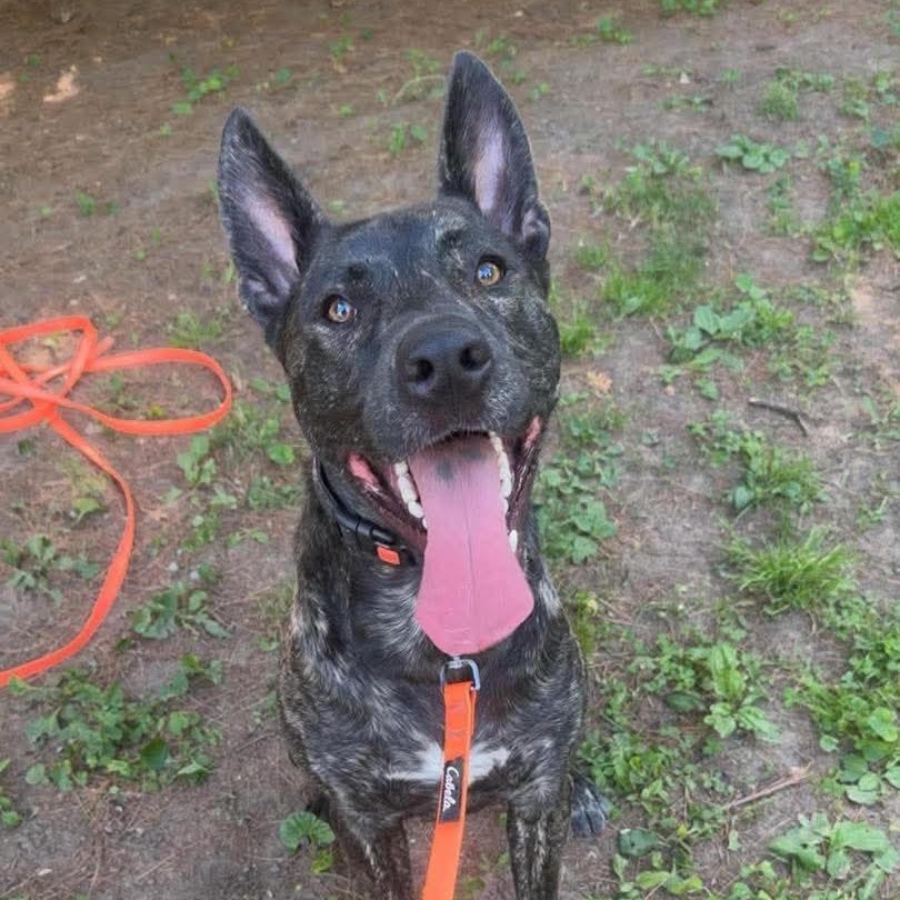 Enlarge Colton, a ADOPTABLE mixed breed in St Thomas, ON image 1/2