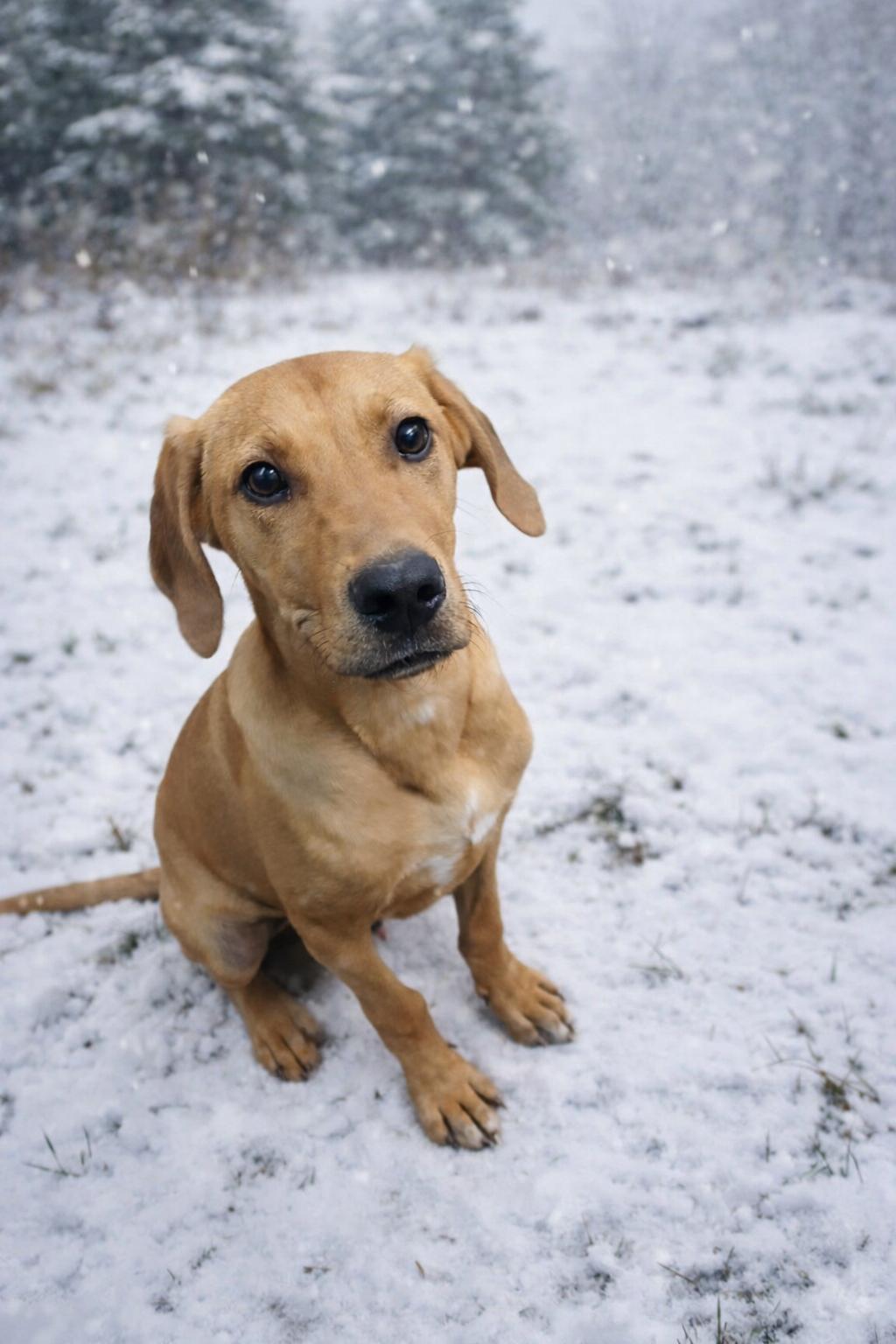 Romeo, ADOPTABLE, Young Male Redbone Coonhound.