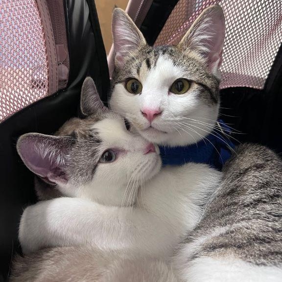 Ragamuffin (and Roister), adoptable, Young Female Snowshoe.