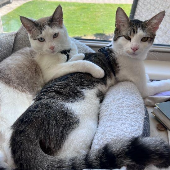 Enlarge Ragamuffin (and Roister), an adoptable mixed breed in Tulsa, OK image 6/6