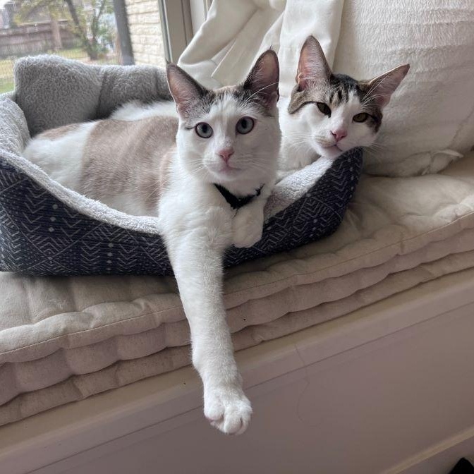 Enlarge Ragamuffin (and Roister), an adoptable mixed breed in Tulsa, OK image 4/6