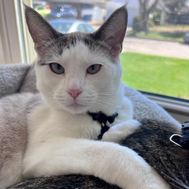 Enlarge Ragamuffin (and Roister), an adoptable mixed breed in Tulsa, OK image 2/6