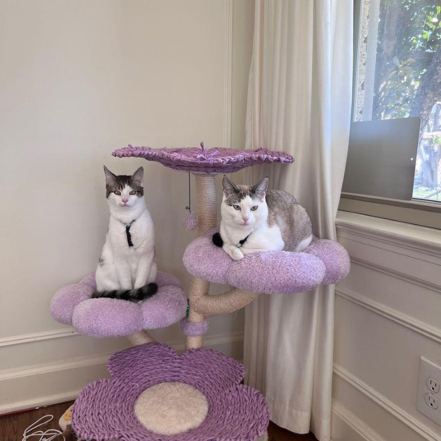 Enlarge Ragamuffin (and Roister), an adoptable mixed breed in Tulsa, OK image 3/6