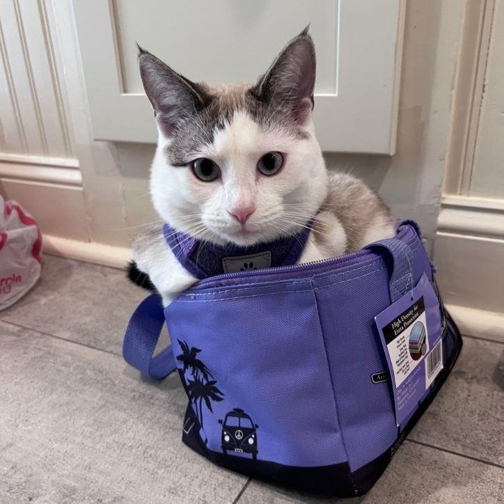 Enlarge Ragamuffin (and Roister), an adoptable mixed breed in Tulsa, OK image 5/6