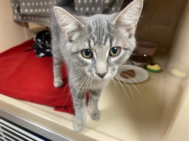 SANGI, Adoptable, Kitten Male Domestic Short Hair.