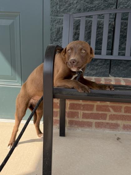 26-141 Juniper, Adoptable, Puppy Female Retriever & Mixed Breed.