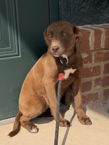26-141 Juniper, Adoptable, Puppy Female Retriever & Mixed Breed.