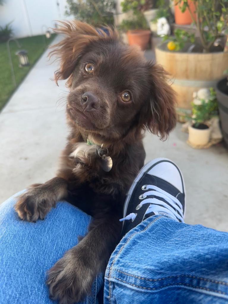 Enlarge Duckie, a Adoptable mixed breed in Manhattan Beach, CA image 2/4