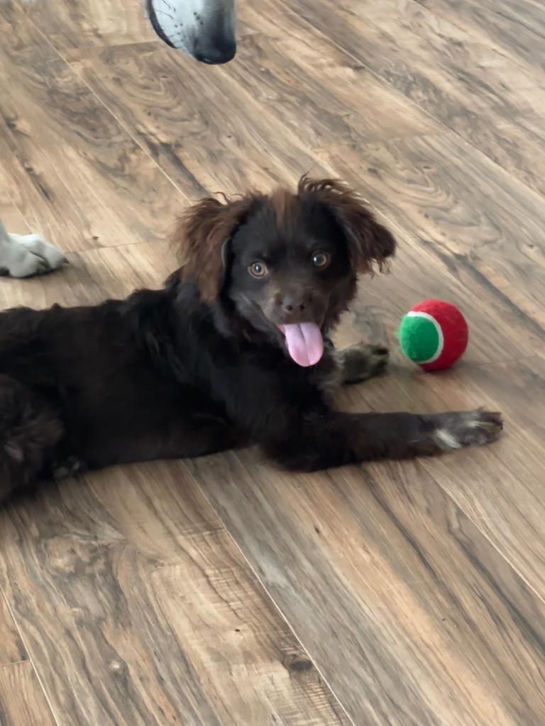 Enlarge Duckie, a Adoptable mixed breed in Manhattan Beach, CA image 3/4