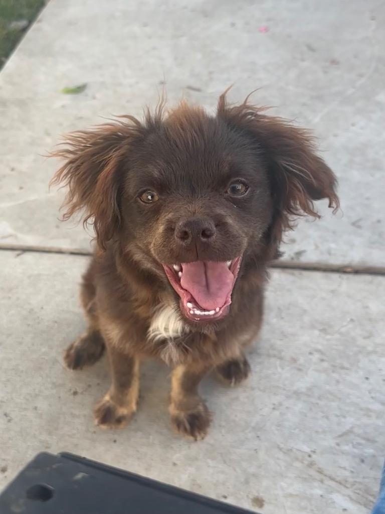 Enlarge Duckie, a Adoptable mixed breed in Manhattan Beach, CA image 4/4
