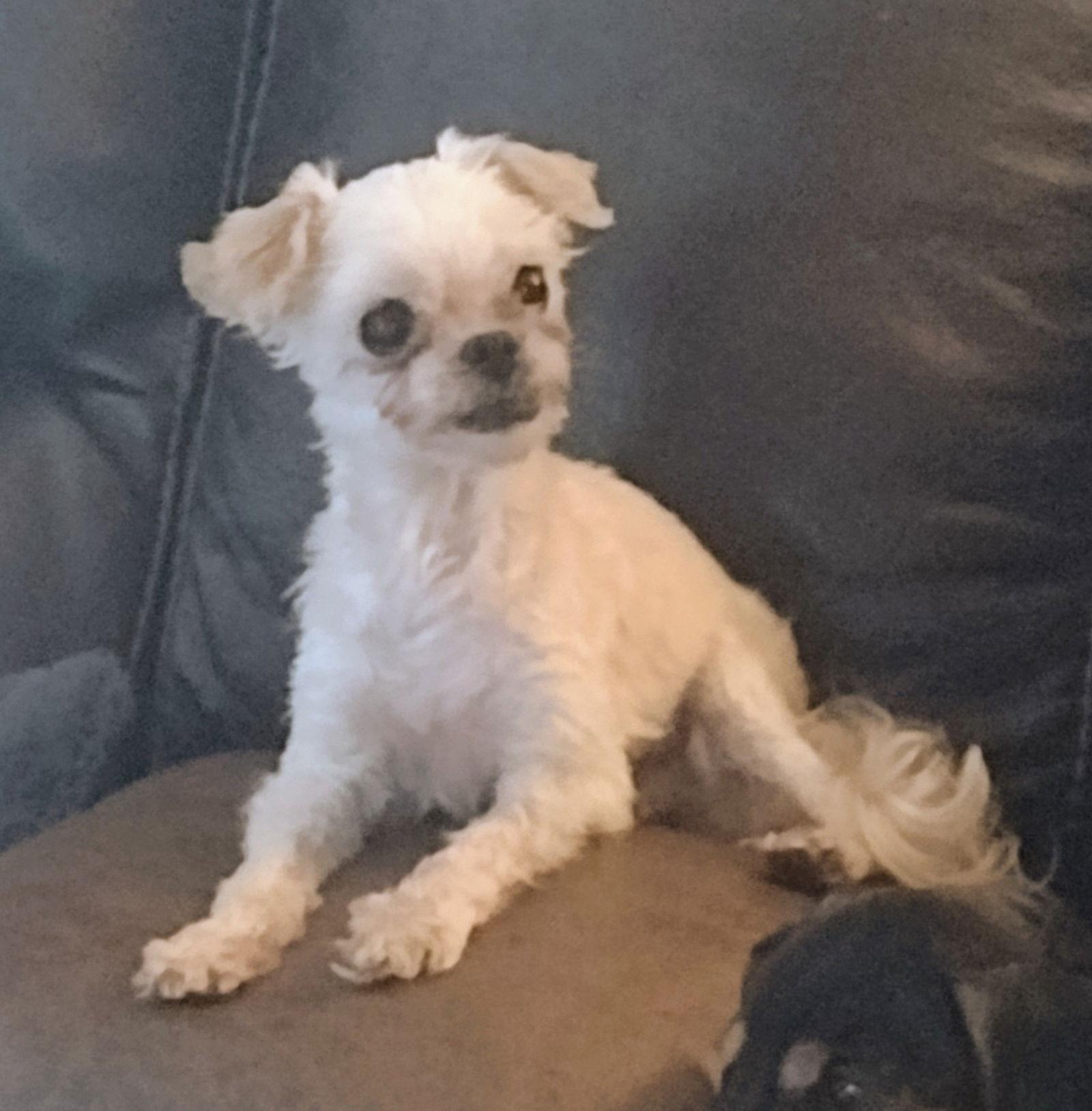 Enlarge Valerie, a Adopted Maltese in Sioux Falls, SD image 1/3