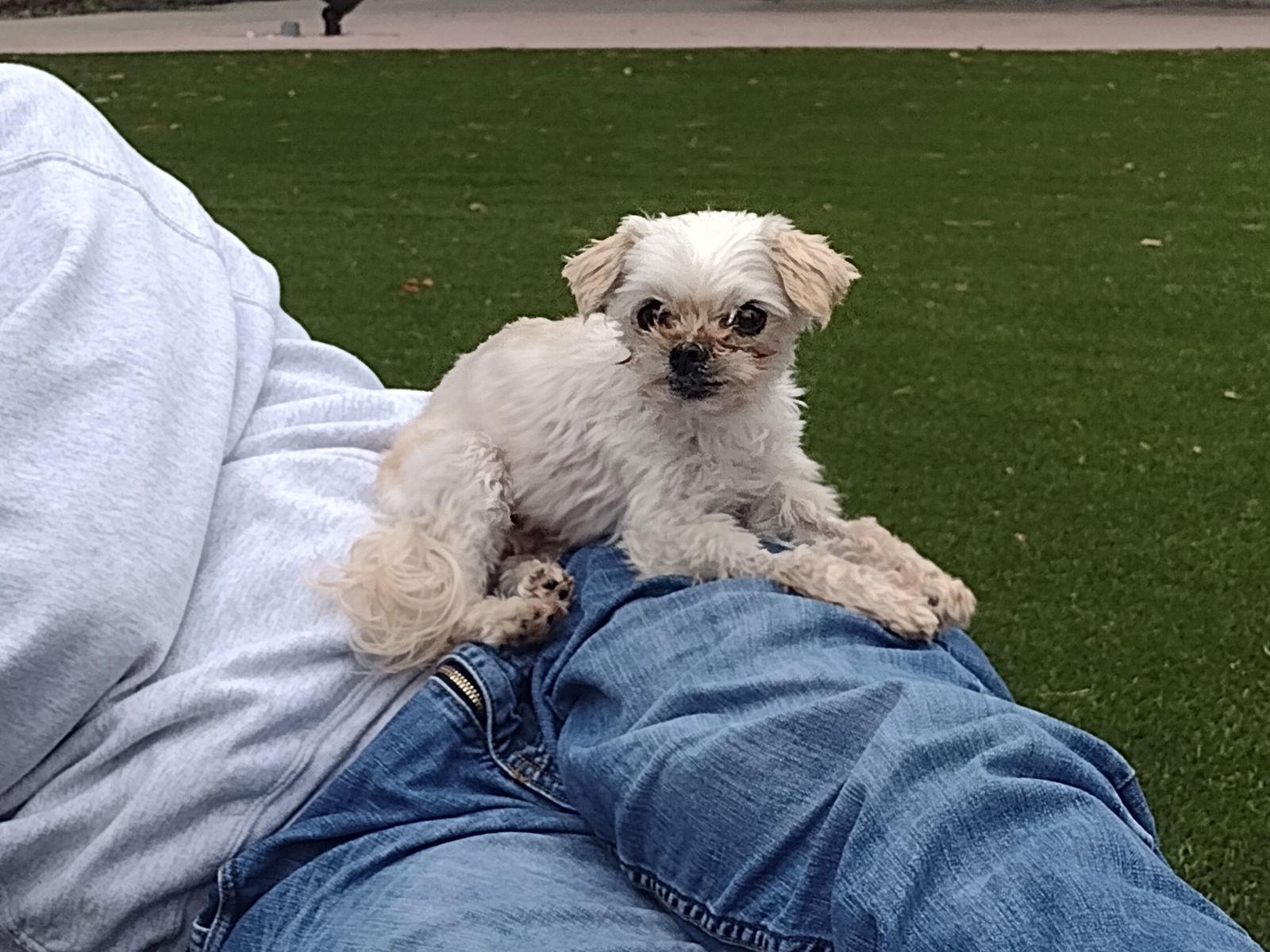 Enlarge Valerie, a Adopted Maltese in Sioux Falls, SD image 2/3