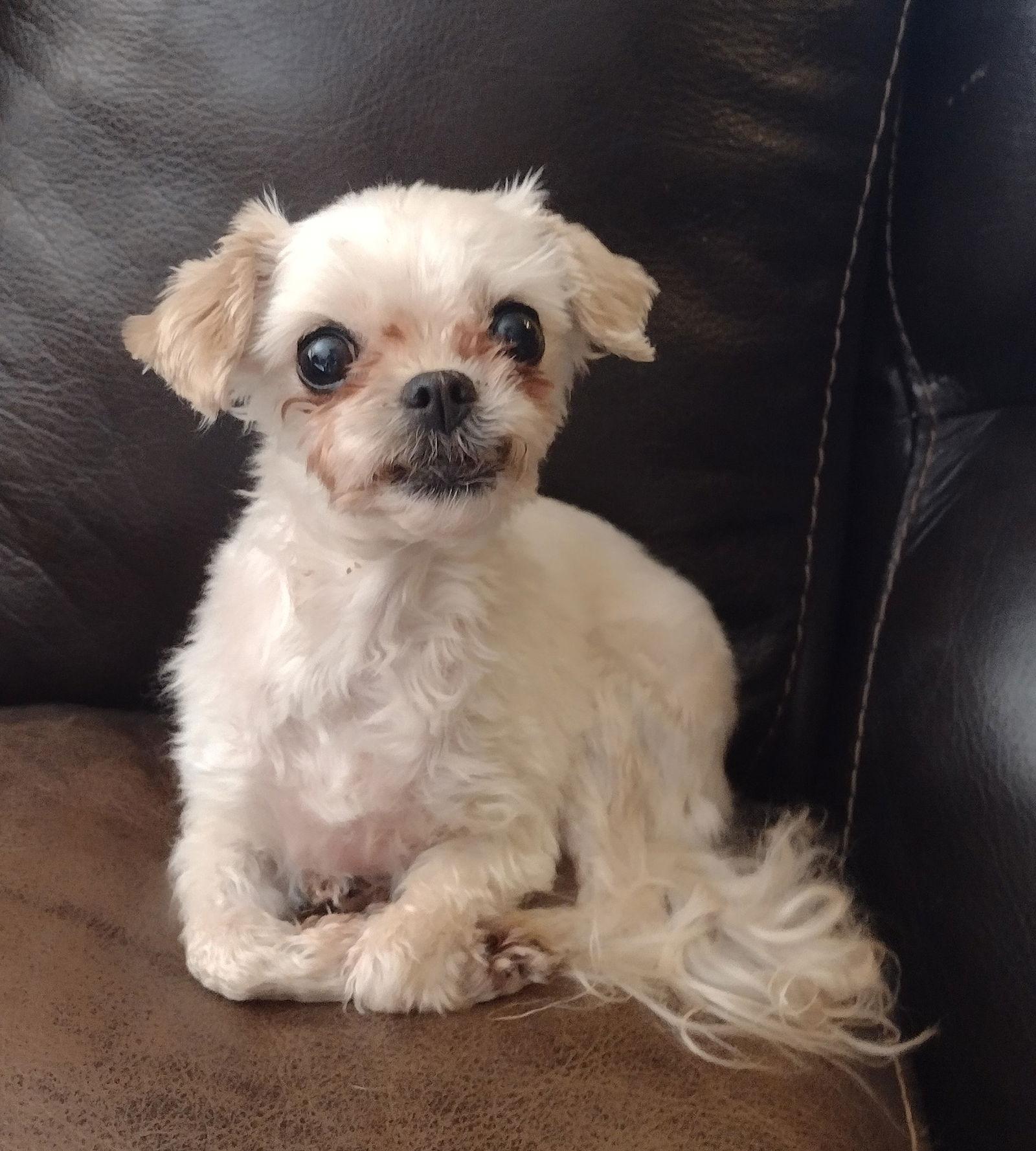 Enlarge Valerie, a Adopted Maltese in Sioux Falls, SD image 3/3