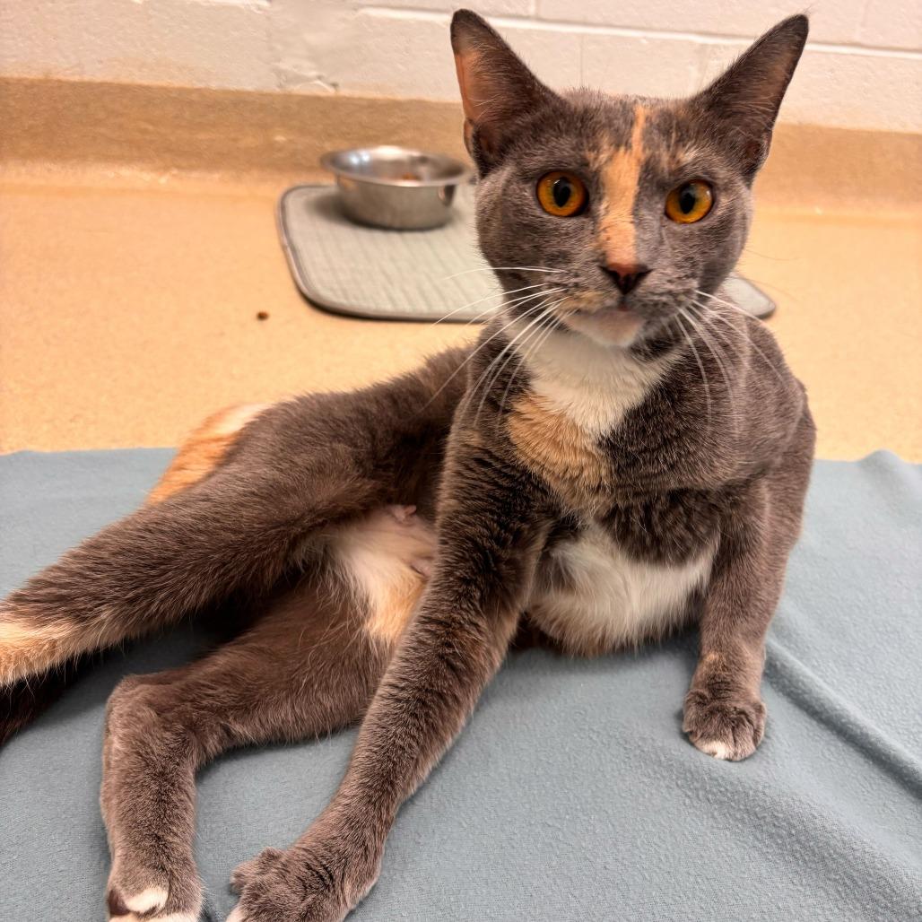 Enlarge Celia, a Adoptable Domestic Short Hair in Marshall, VA image 2/6