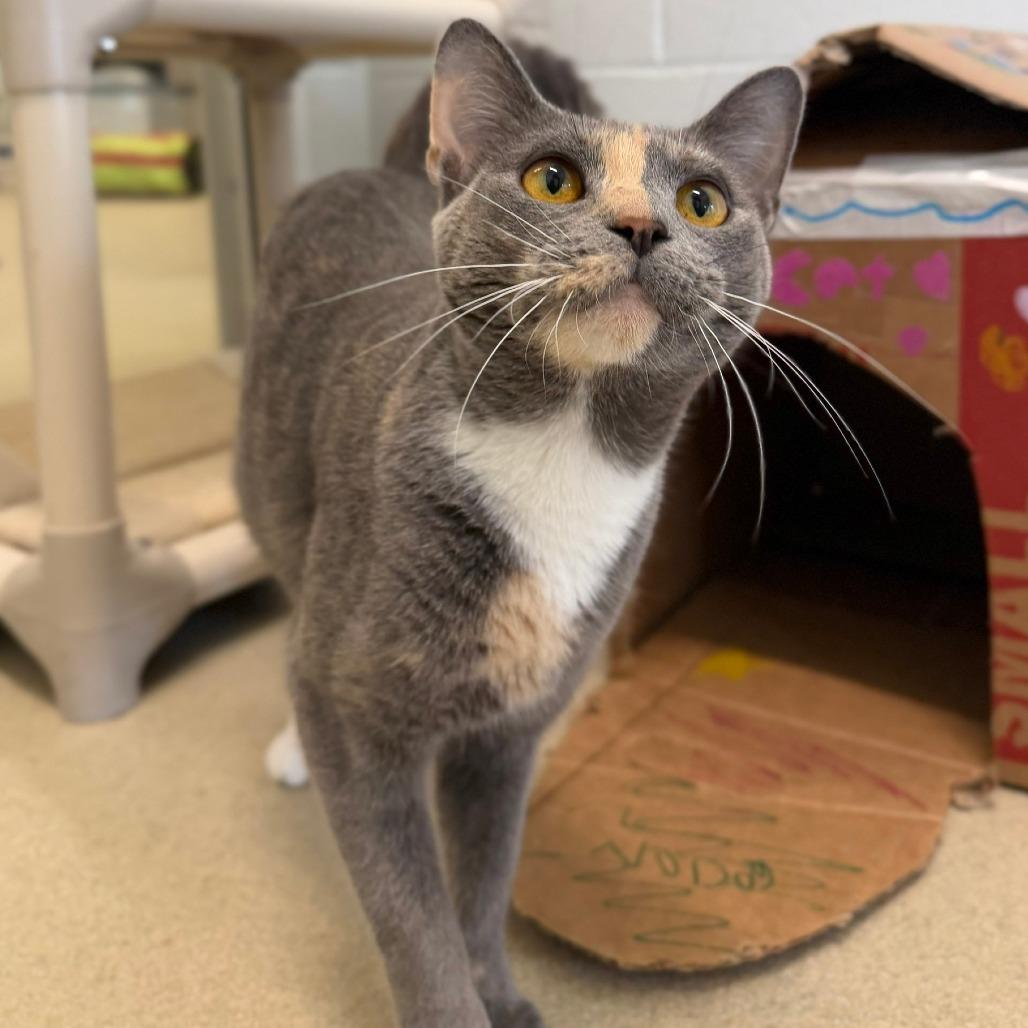 Enlarge Celia, a Adoptable Domestic Short Hair in Marshall, VA image 3/6