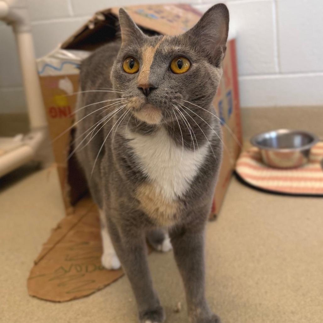 Enlarge Celia, a Adoptable Domestic Short Hair in Marshall, VA image 4/6