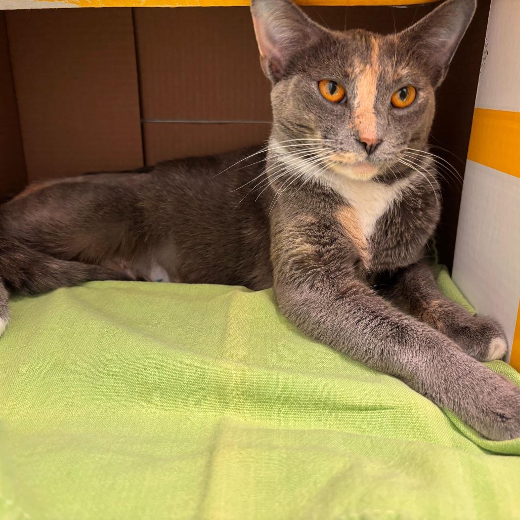 Enlarge Celia, a Adoptable Domestic Short Hair in Marshall, VA image 5/6