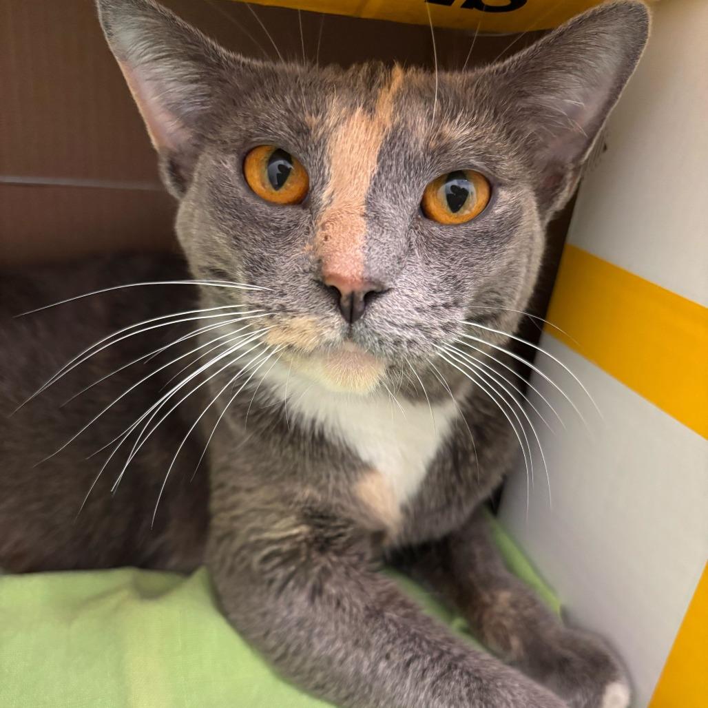Enlarge Celia, a Adoptable Domestic Short Hair in Marshall, VA image 6/6