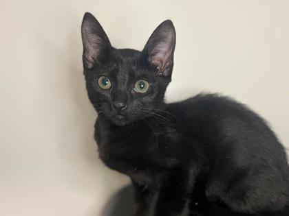 Shoyu, Adoptable, Kitten Female Domestic Short Hair.