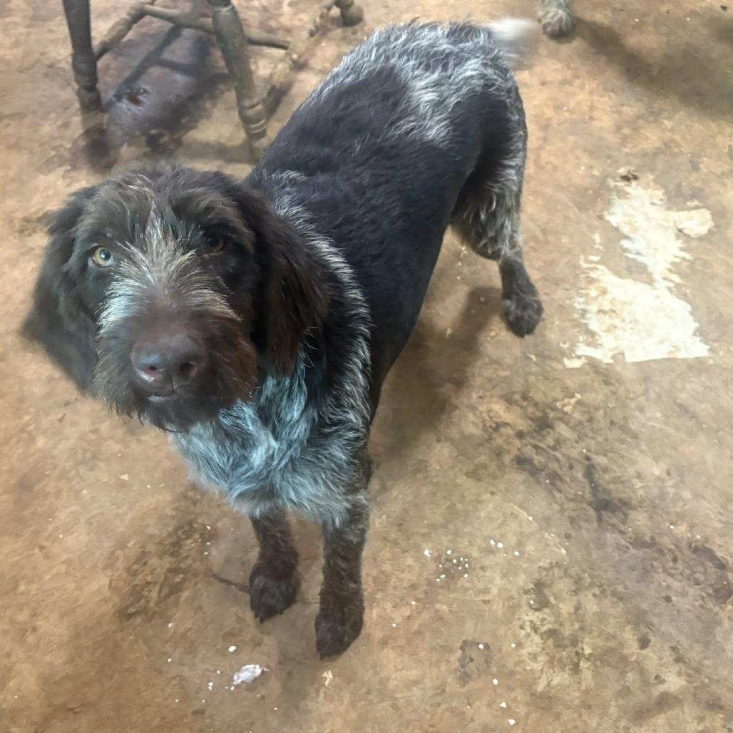 Annie (Virginia), a Adoptable German Wirehaired Pointer in Santa Rosa, CA image 1/2