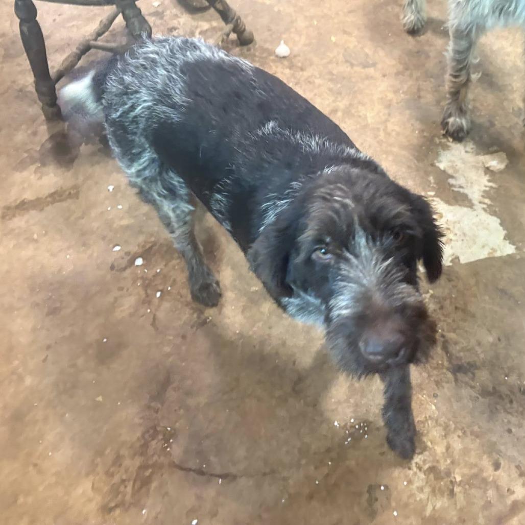 Annie (Virginia), a Adoptable German Wirehaired Pointer in Santa Rosa, CA image 2/2