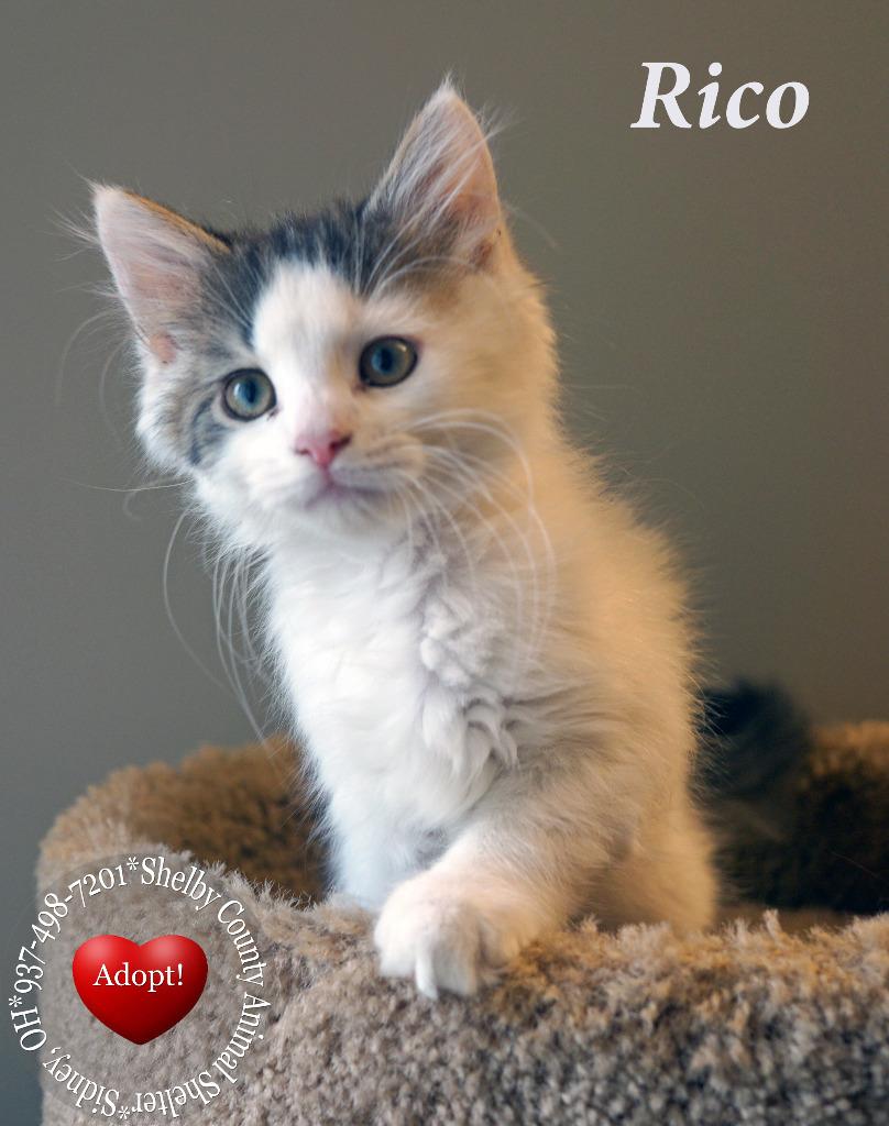 Rico, Adoptable, Kitten Male Domestic Medium Hair.