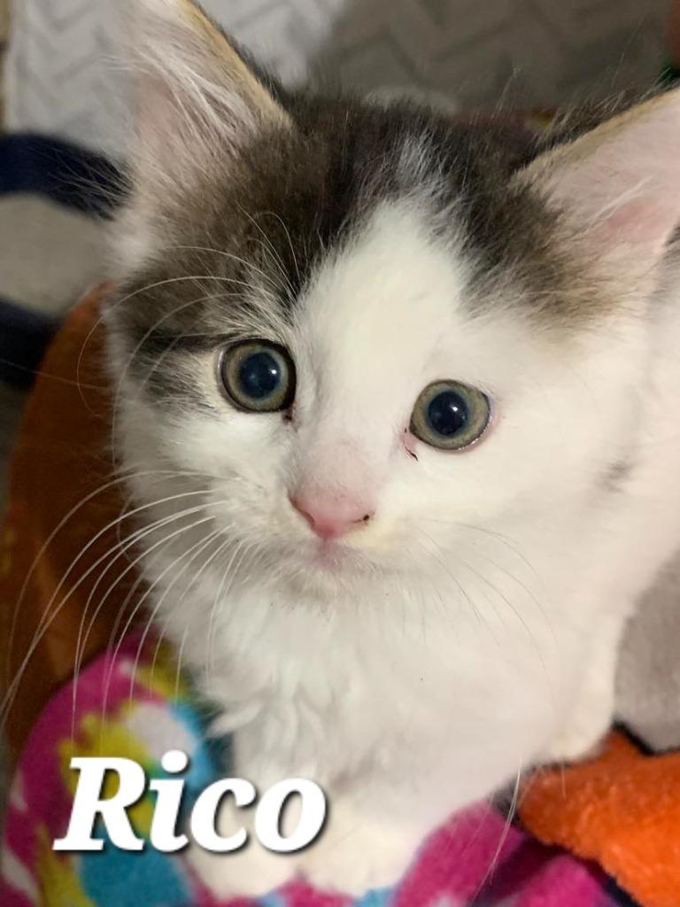 Enlarge Rico, a Adoptable Domestic Medium Hair in Sidney, OH image 2/3