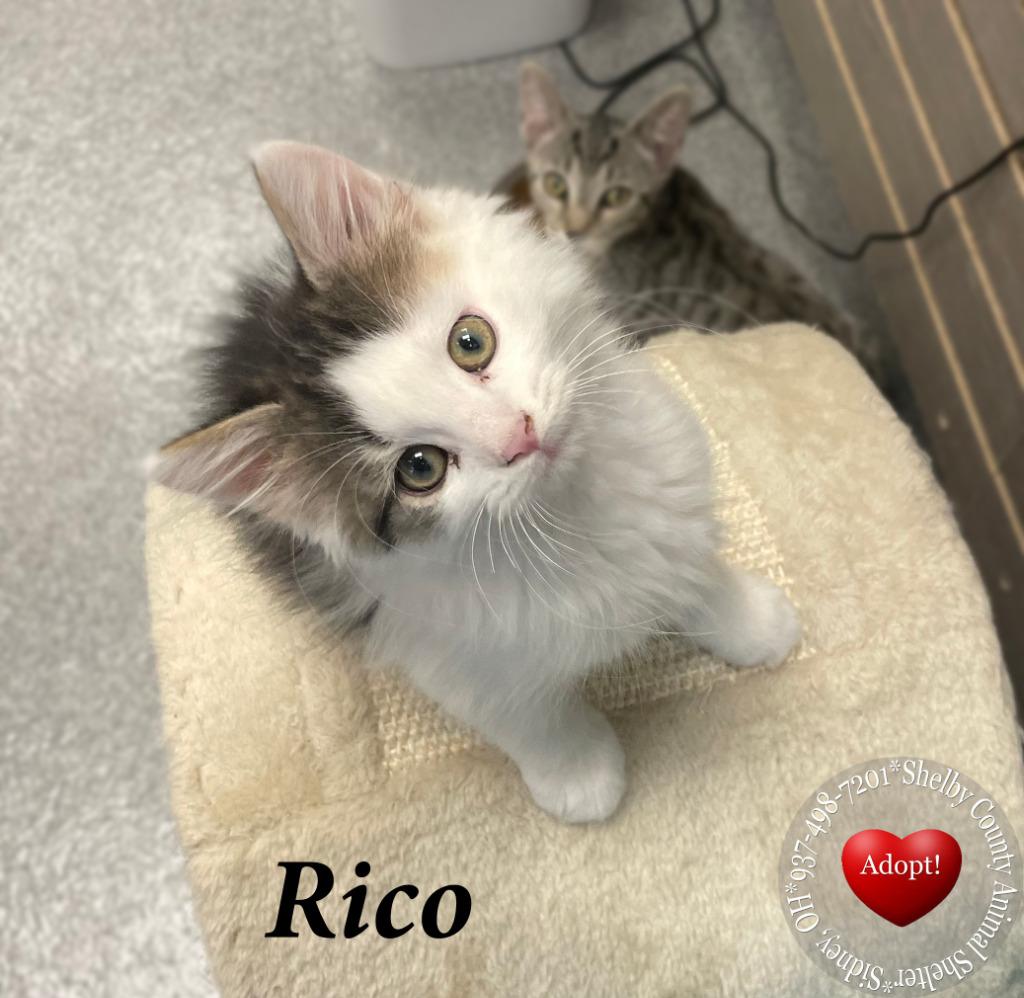 Enlarge Rico, a Adoptable Domestic Medium Hair in Sidney, OH image 3/3