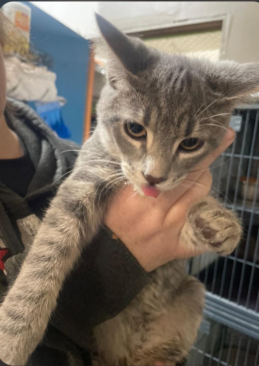 Enlarge K-1 Arlo, an adopted Tabby in Billings, MT image 1/1