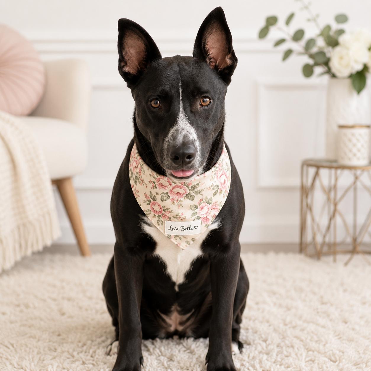 Enlarge Leia Belle, a Adoptable mixed breed in White River Junction, VT image 2/4