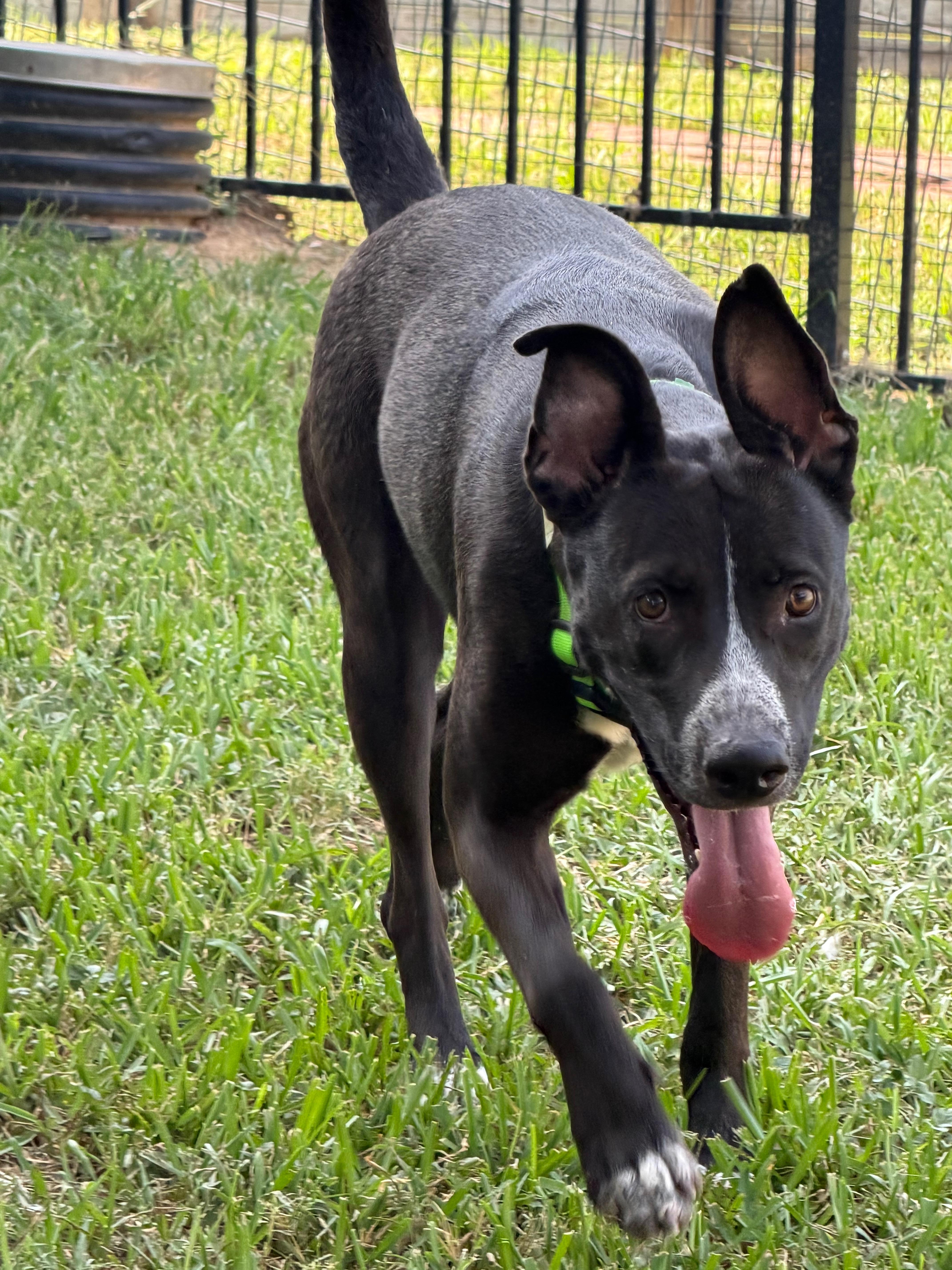 Enlarge Leia Belle, a Adoptable mixed breed in White River Junction, VT image 3/4