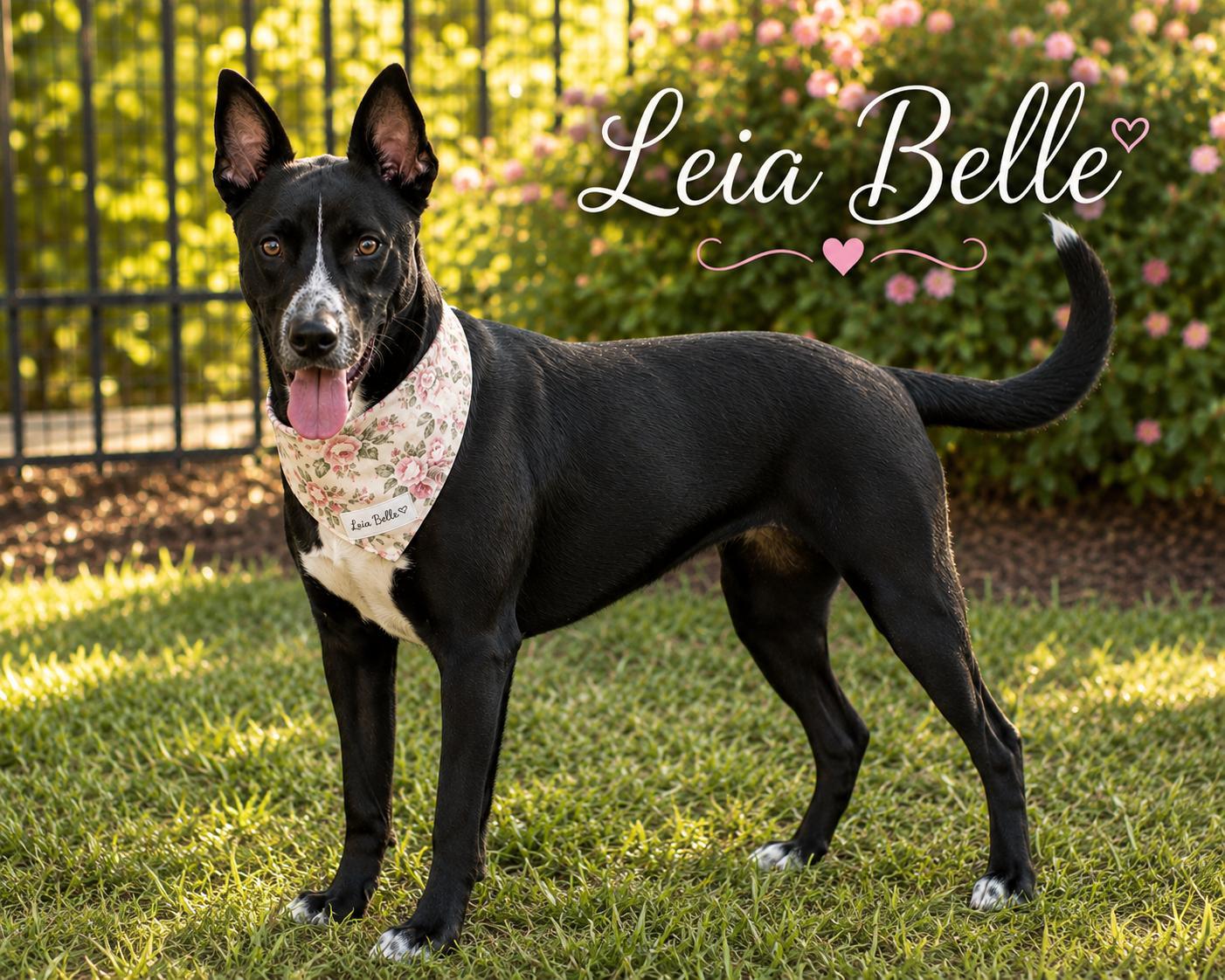 Enlarge Leia Belle, a Adoptable mixed breed in White River Junction, VT image 1/4