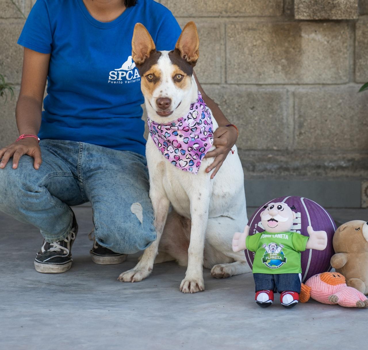 Chiquita, Adoptable, Young Female Husky & German Shepherd Dog.